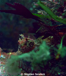 this is a sculpin taken at keystone. the camera that was ... by Stephen Sanders 